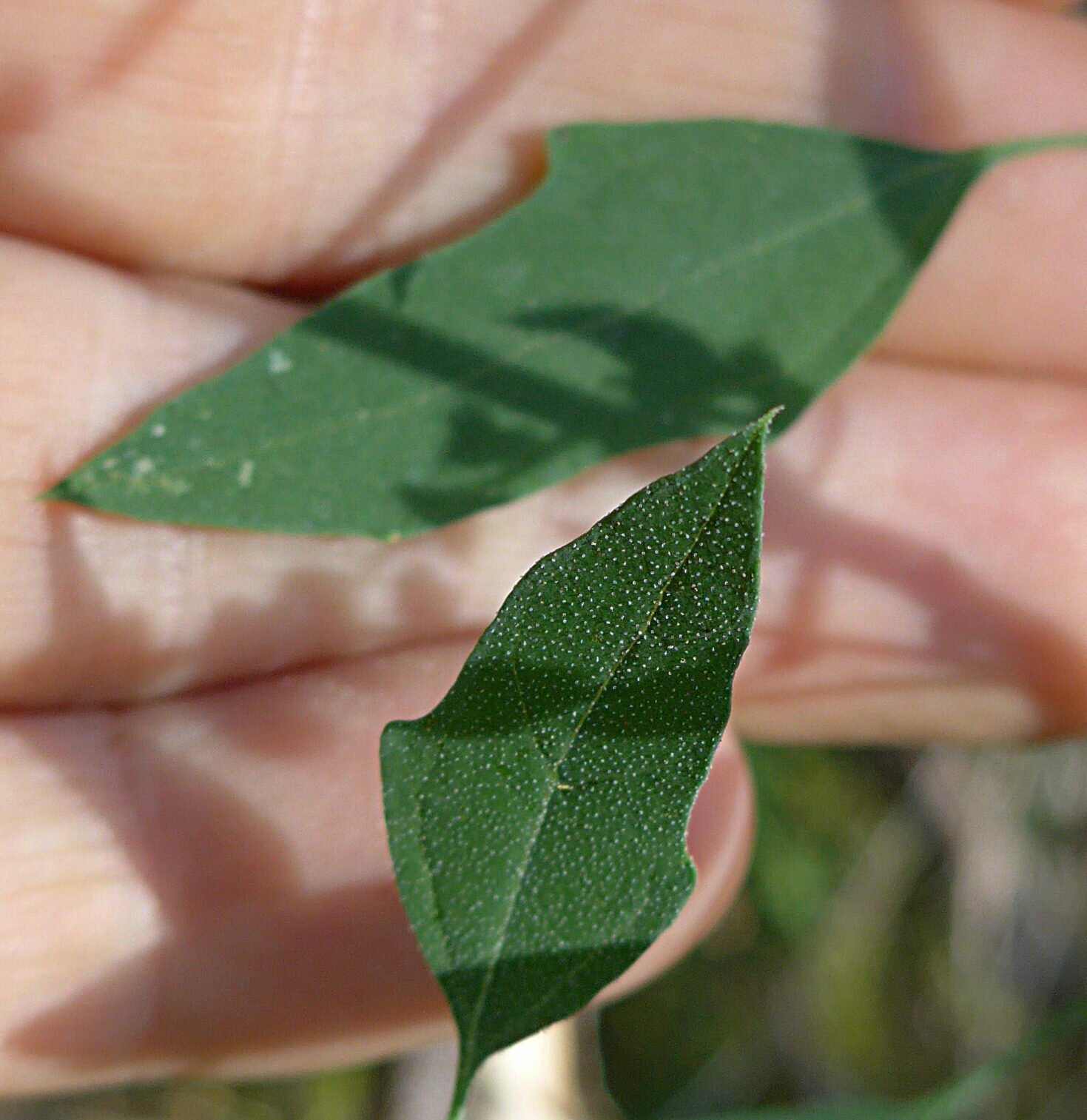 High Resolution Chenopodium berlandieri Leaf